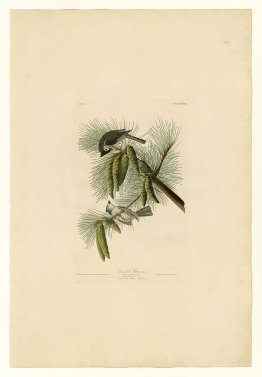 Plate 39. Crested Titmouse