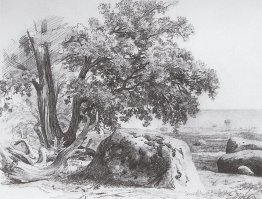 Oak on the shore of the Gulf of Finland