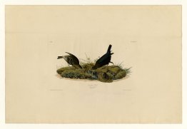 Plate 99 Cow-pen Bird