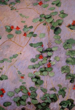 Nasturtiums