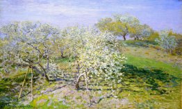 Apple Trees in Bloom