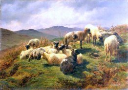 Sheep in the Highlands