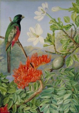 Two Flowering Shrubs of Natal and a Trogon