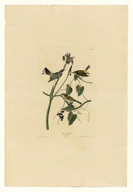 Plate 153 Yellow-crown Warbler