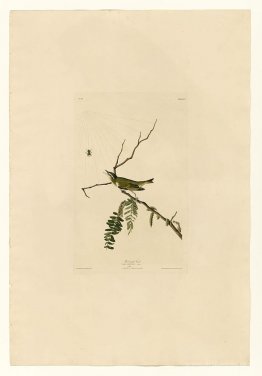 Plate 150 Red-eyed Vireo