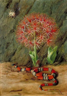 Flor Imperiale, Coral Snake and Spider, Brazil