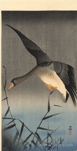 White-fronted goose descending over reeds