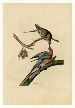 Plate 62. Passenger Pigeon