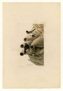 Plate 68 Republican or Cliff Swallow