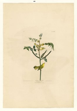 Plate 35. Children's Warbler