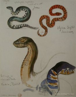 Four studies of snakes