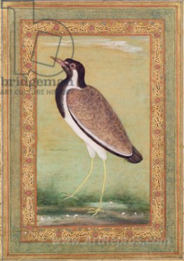 Indian Lapwing