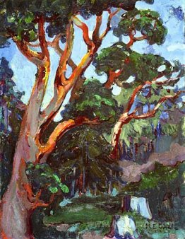 Arbutus Tree