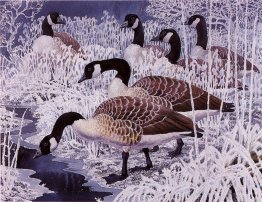 Geese and hoar-frost