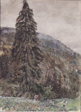 The large pine in Gastein