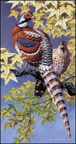 Elliot's Pheasants