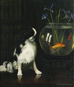 Japanese Chin and Goldfish