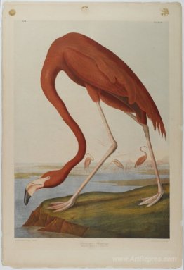 American Flamingo