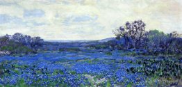 Field of Bluebonnets