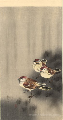 Three Tree Sparrows in a rain shower