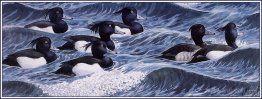 Tufted Ducks