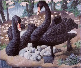 Black Swan Family