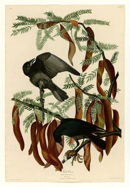 Plate 146 Fish Crow