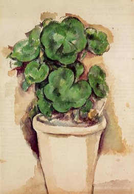 Pot of Geraniums