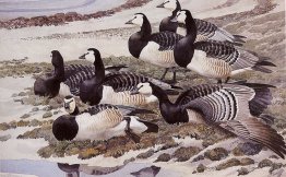 Barnacle Geese