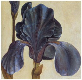 Troiana Iris (Detail)