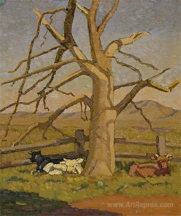 Sunny morning: Cows at Lanyon