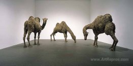 Camels