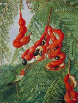 The Wild Tamarind of Jamaica with Scarlet Pod and Barbet