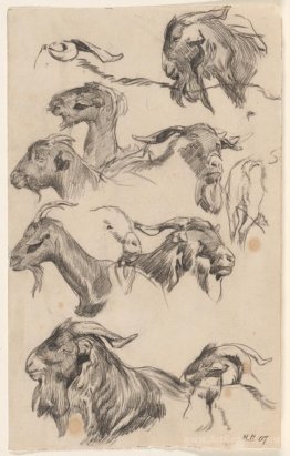 Study of goats