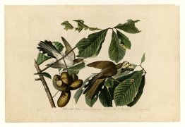 Plate 2. Yellow-billed Cuckoo