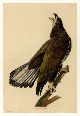 Plate 126 White-headed Eagle