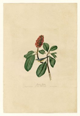 Plate 5. Bonaparte's Flycatcher