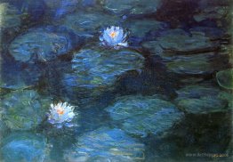 Water Lilies