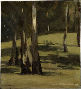 Shadows, landscape with trees