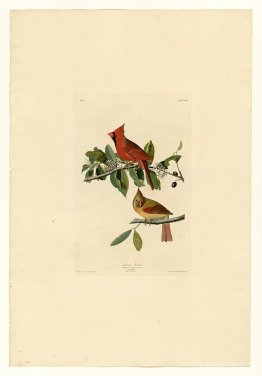 Plate 159 Cardinal Grosbeak