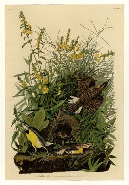 Plate 136 Meadow Lark