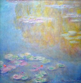 Water Lilies