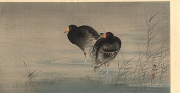 Two Gallinules in Shallow Water