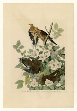 Plate 17. Carolina Turtle Dove