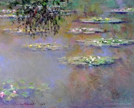 Water Lilies