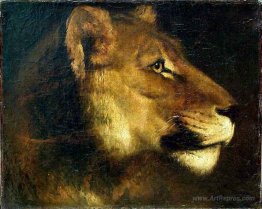 Head of lioness