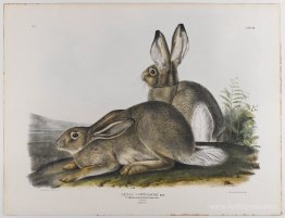 Townsend's Rocky Mountain Hare