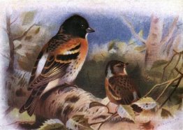 Brambling