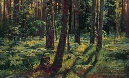 Ferns in the forest. Siverskaya