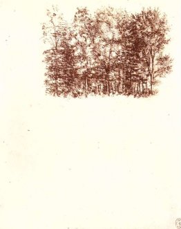 Birch copse